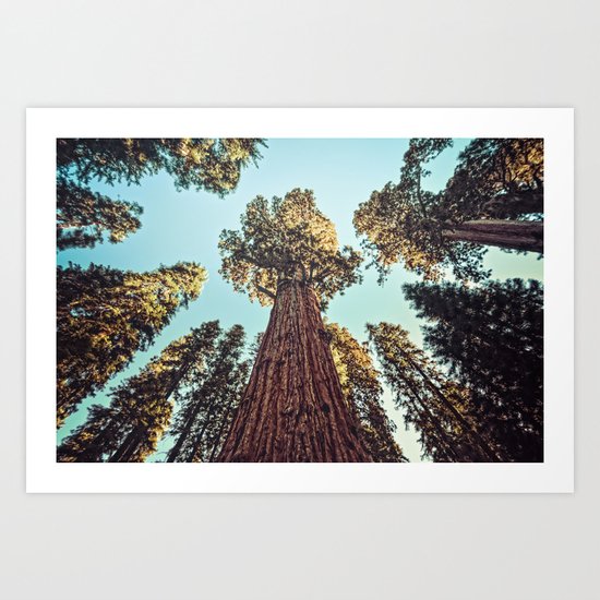 The Largest Tree in the World Art Print