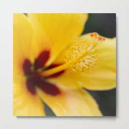 Boreas Tropical Hibiscus Lemon Drop Metal Print | Color, Nature, Photo, Macrophotography, Digital, Flowers, Petals, Maui, Hawaii, Hibiscus 