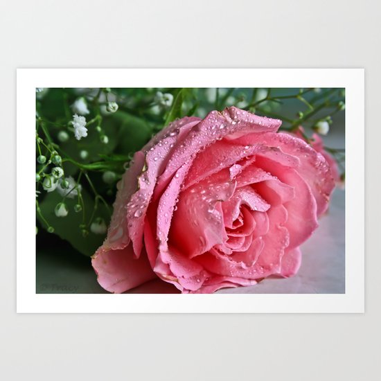 Pink Rose Art Print