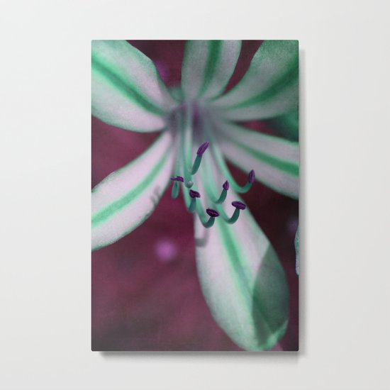Agapanthus #2 Metal Print