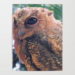Small Cute Owl Closeup | Bird | Animal | Wildlife | Flying Creature | Nature Photography Art Poster