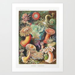 Actiniae - Seeanemonen from Kunstformen der Natur Art Print