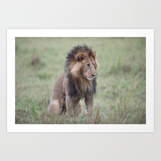 Lion Art Print