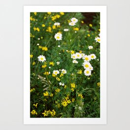 Daisies | Film Photography Art Print