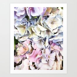 Hydrangea pastel Art Print