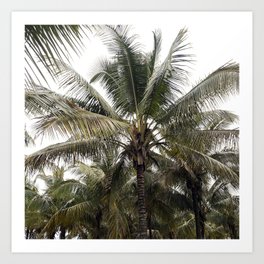 Tropical Green Palm Tree  Art Print