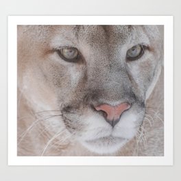 Cougar face Art Print