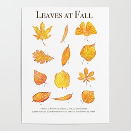 Autumn leaves collection watercolour Poster