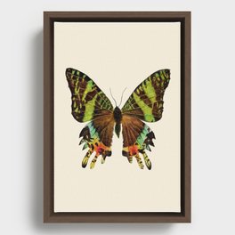 Madagascan Sunset Moth Watercolor Vintage Butterfly  Framed Canvas