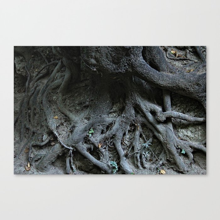 Gnarled Tree Roots Natural Texture Abstract Canvas Print