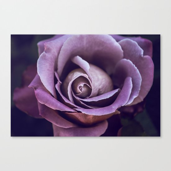 Fibonacci Rose Canvas Print