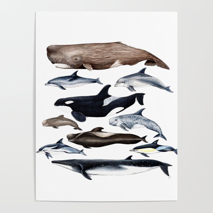 Atlantic whales, dolphins and orca Poster