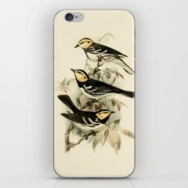 Vintage Birds Golden-cheeked Warbler Illustration  iPhone Skin