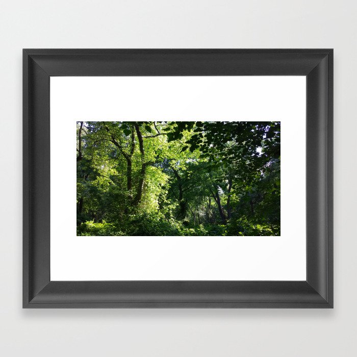 Forest Light and Shade Framed Art Print