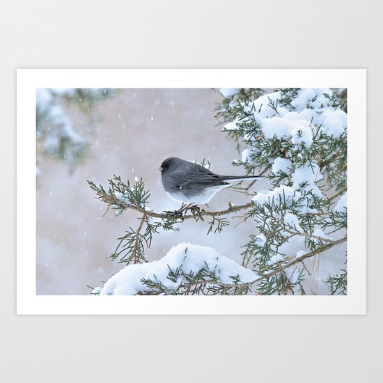 Snow Day Junco Art Print