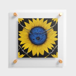 Sunflowers & Barbedwire Floating Acrylic Print