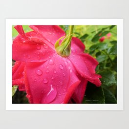 A Rose Dancing in the Rain Art Print