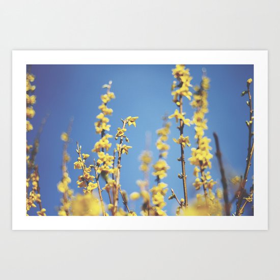 Forsythia Art Print