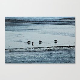 Sandpipers Turnstones Sea Shore Coastal Birds  Canvas Print
