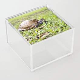Turtle in the Grass Acrylic Box