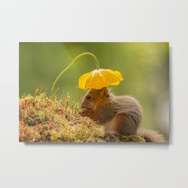 squirrel sun hat Metal Print | Squirrel, Animal, Rodent, Sunny, Photo, Plant, Moss, Geertweggen, Digital, Papaver 