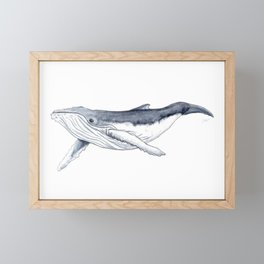 Baby humpback whale (Megaptera novaeangliae) Framed Mini Art Print