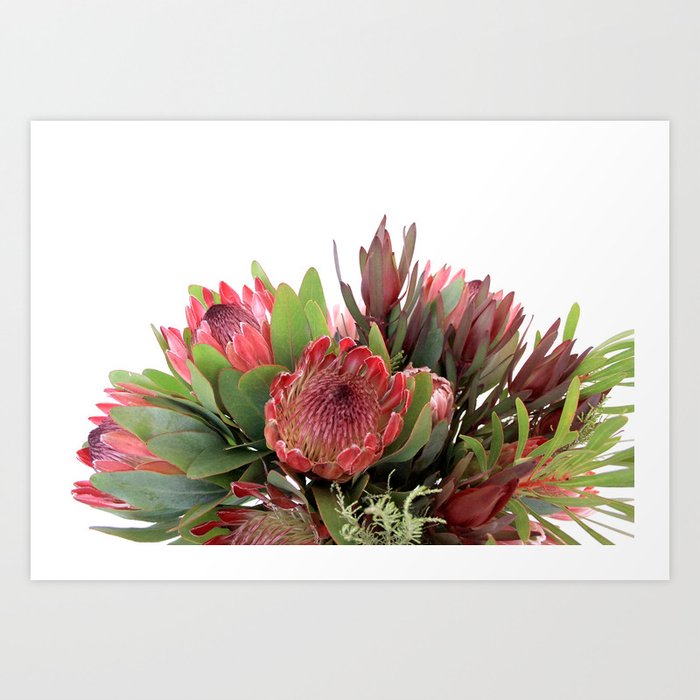 Protea Flower Bunch - Best Flower Wallpaper