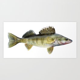 ZANDER  Signed Limited Edition Predator Fishing Art Print Direct From Artist