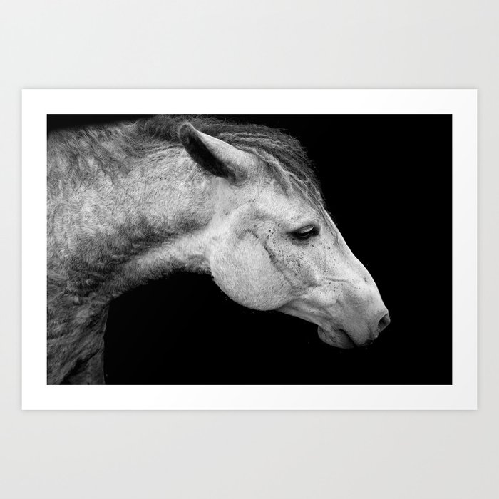 Poster Print Art Horse Animal Black and White Photograph