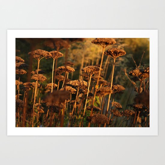 Autumn Tint of Gold Art Print