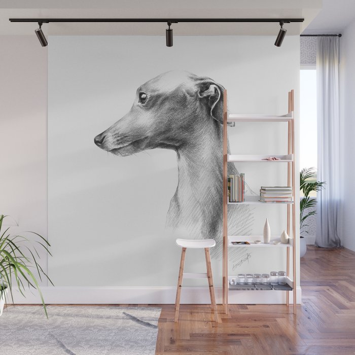 Delicate Italian Greyhound portrait Wall Mural