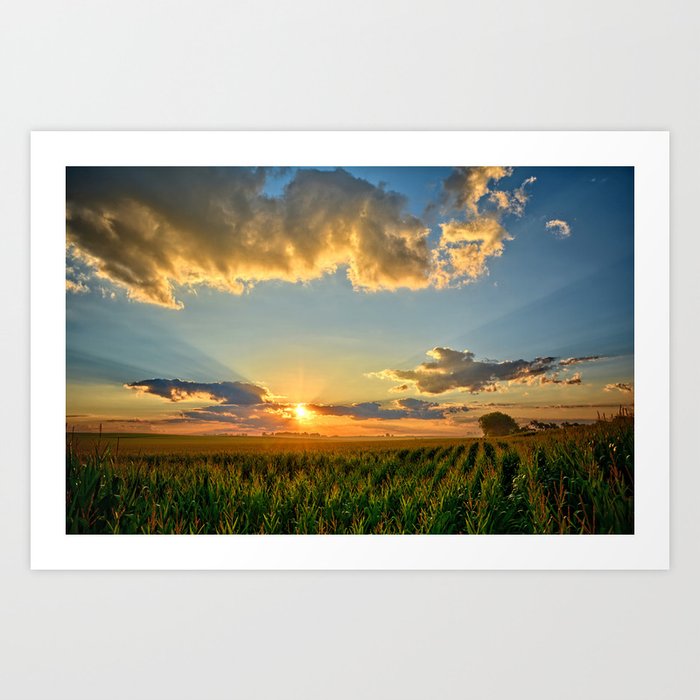 Iowa Corn Fields Art Print