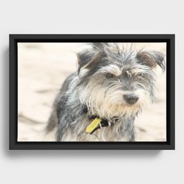 Pippa - mini schnauzer dog at the beach Framed Canvas