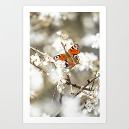 Vivid Peacock Butterfly on White Blossoms | Photo print Art Print