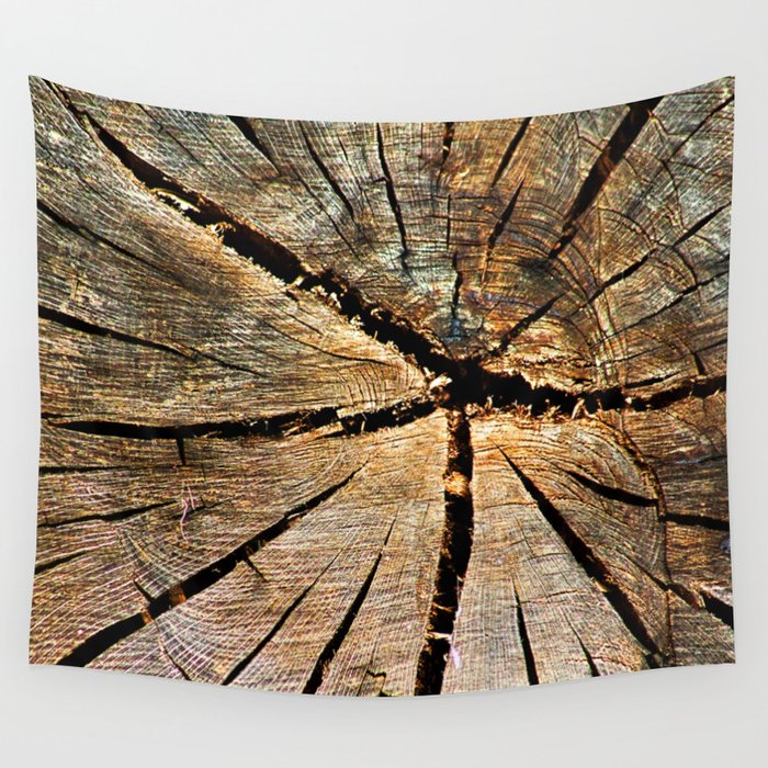 Cross section Old Pine Tree Trunk Organic Wood Texture Wall