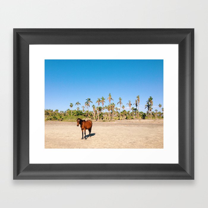 Wild horse on a beach with palm trees Framed Art Print