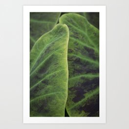 Botanical natural tropical leaf green art print - leaf patterns nature and travel photography Art Print