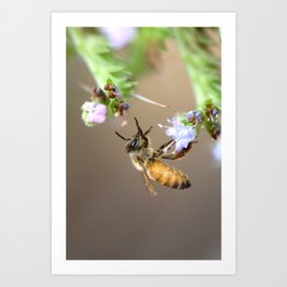 Honeybee Reach Art Print