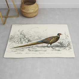 Ring-Necked Pheasant (Phasianus Colchicus) Illustration Rug | Wildlife, Fowl, Ringneckedpheasant, Wildbird, Bird, Gamebird, Pheasant, Feathers, Birds, Pheasants 