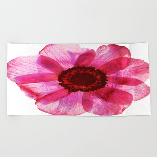 Fragile and beautiful - red anemone in white background Beach Towel