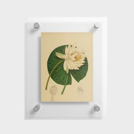 Water Lily Floating Acrylic Print