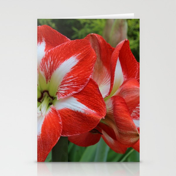 red and white Stationery Cards