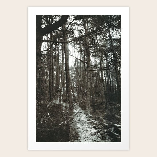 Light through the trees Art Print