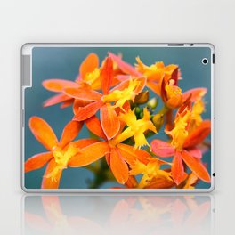 Beautiful Orchid Epidendrum Radicans Close Up Photography With Blue Background Laptop Skin