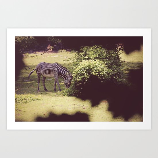Zebra Art Print