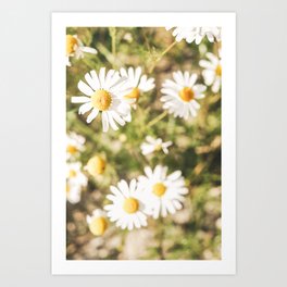 Dolomites XV [ South Tyrol, Italy ] Daisy flowers in mountain⎪Colorful travel photography Poster Art Print