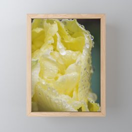 Pale Yellow Tulip macro Framed Mini Art Print