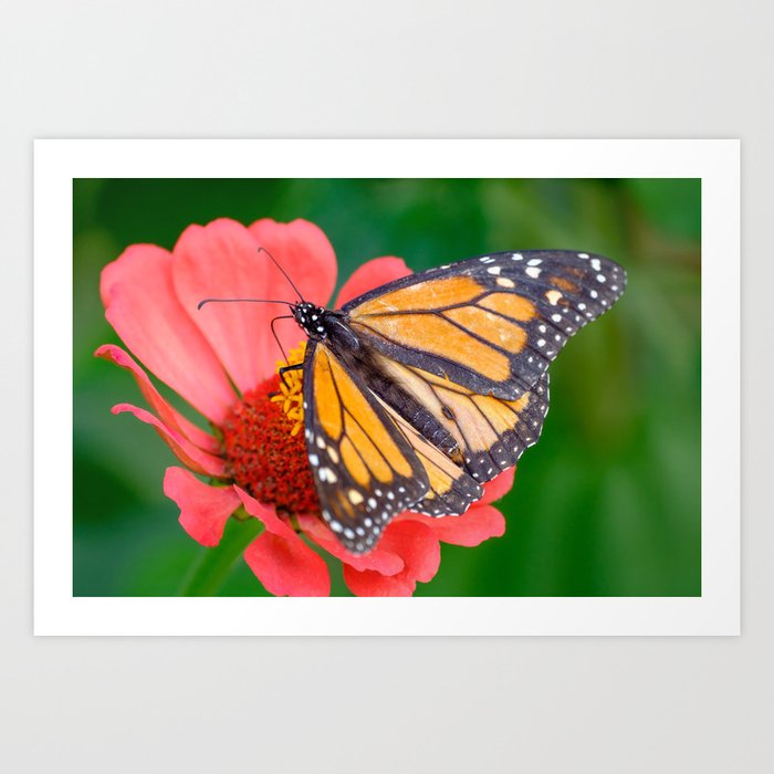 Monarch Butterfly Lands on a Flower Art Print