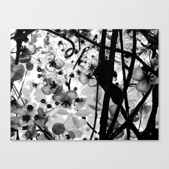 The Chocolate Vine Canvas Print