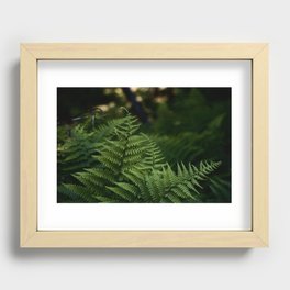 Wild Forest Ferns Photograph Recessed Framed Print
